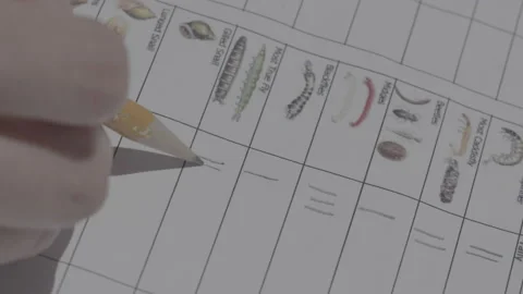 Marking A Scientific Insect Form With A Pencil Stock Footage 148572744