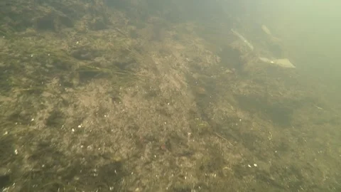 Marking of wooden posts for dendrological samples in the Tollense river Stock Footage 297393502