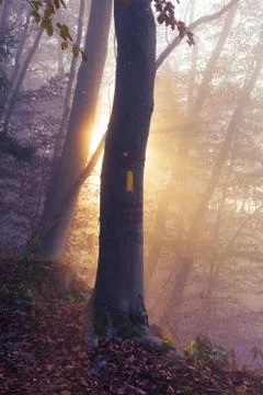 Markings on beech tree trunk with sun shining through morning fog in background Stock Photos