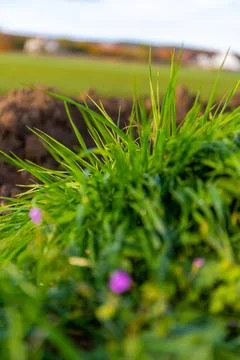 Marko picture of a Grass Stock Photos