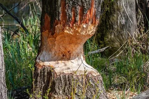 Marks afters beaver teeth on a tree trunk in wetland Stock Photos