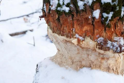 Marks from beaver teeth on tree trunk. Close-up of deciduous tree with beaver Stock Photos