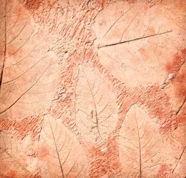 Marks of leaf on the concrete Stock Photos