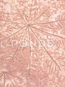 Marks of leaf Stock Photos
