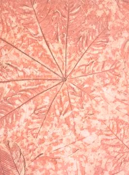 Marks of leaf Stock Photos