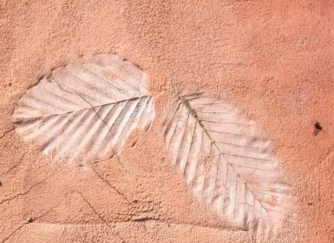 Marks of leaf Stock Photos