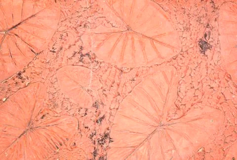 Marks of leaf Stock Photos