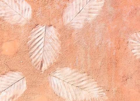 Marks of leaf walls Stock Photos