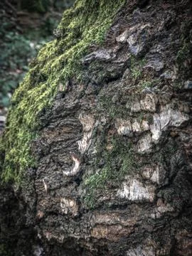 Marks on a rock Foto stock