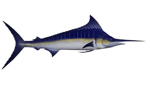 Marlin fish - 3D render Stock Illustration