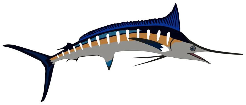 Marlin fish cartoon vector drawing underwater marine life on isolated background Stock Illustration