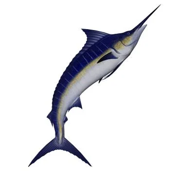 Marlin fish jump - 3D render Stock Illustration