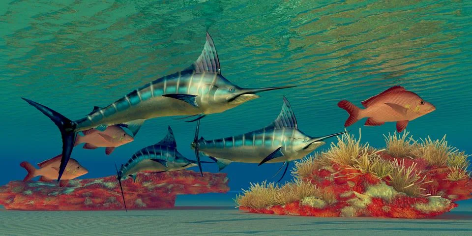 Marlin reef Stock Illustration