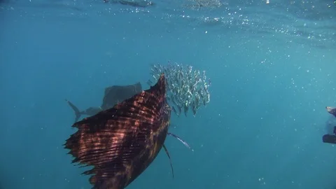 Marlins hunting in the sea Stock Footage 77053243