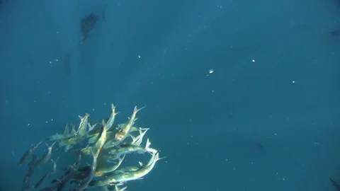 Marlins hunting in the sea Stock Footage