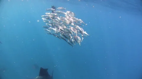 Marlins hunting in the sea Stock Footage