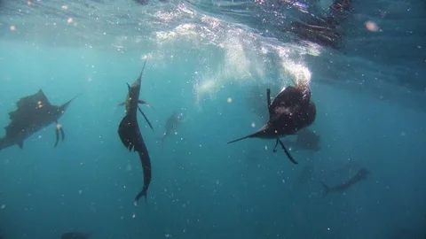 Marlins hunting in the sea Stock Footage 77053314