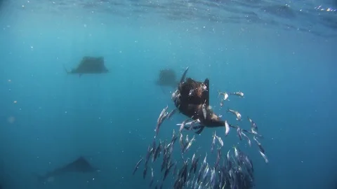 Marlins hunting in the sea Stock Footage 77053361