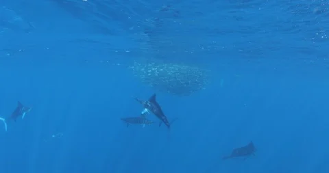 Marlins at Magdalena Bay Mexico Stock Footage 120930403