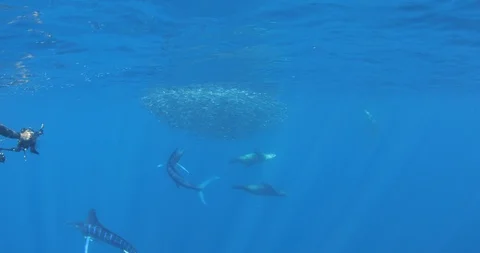 Marlins at Magdalena Bay Mexico Видео 120940523