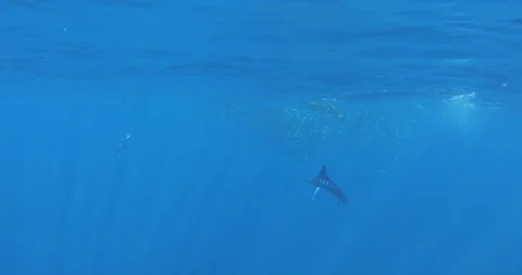 Marlins at Magdalena Bay Mexico Stock Footage 120941790