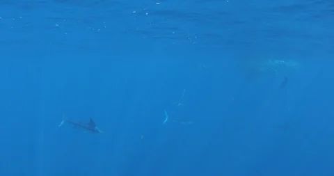 Marlins at Magdalena Bay Mexico Stockbeeldmateriaal 120941964