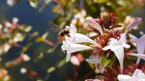 Marmalade Hoverfly on Abelia Flowers (Slow Motion) Stock Footage 122226853