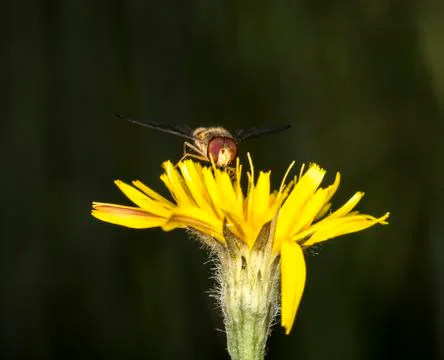Marmalade Hoverfly on Flower Stock Photos
