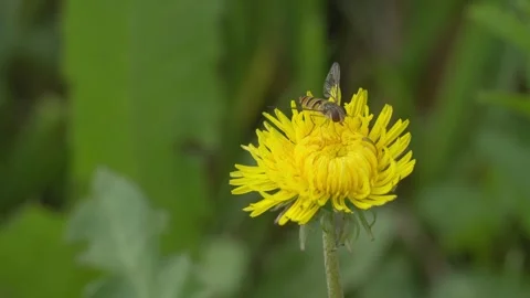 Marmalade Hoverfly Foraging on Dandelion - 4K Wildlife Slow Motion Shot Stock Footage 336726075