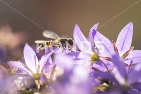 Marmalade hoverfly Stock Photos