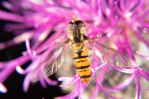 Marmalade hoverfly Stock Photos