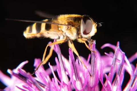Marmalade hoverfly Stock Photos