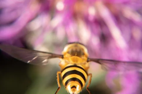 Marmalade hoverfly Stock Photos