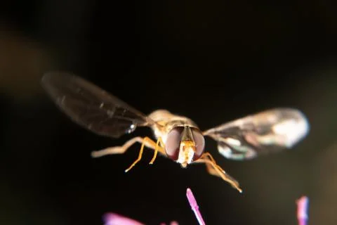Marmalade hoverfly 스톡 사진