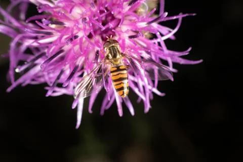 Marmalade hoverfly Foto stock