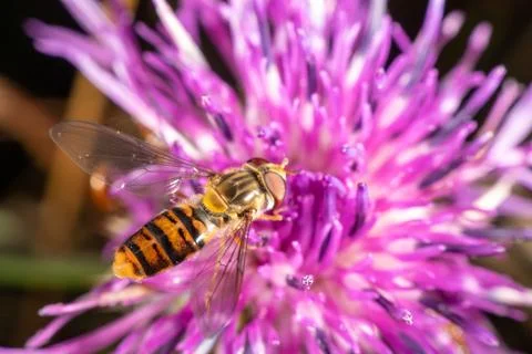 Marmalade hoverfly Stock Photos