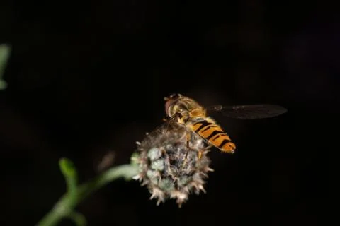 Marmalade hoverfly Stock Photos