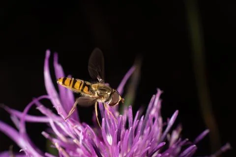 Marmalade hoverfly Stock Photos