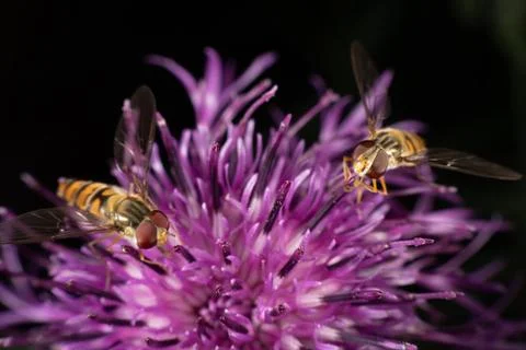 Marmalade hoverfly Stock Photos