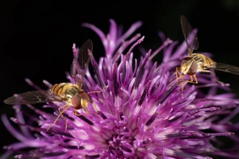 Marmalade hoverfly Stock Photos