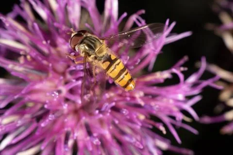 Marmalade hoverfly Foto stock