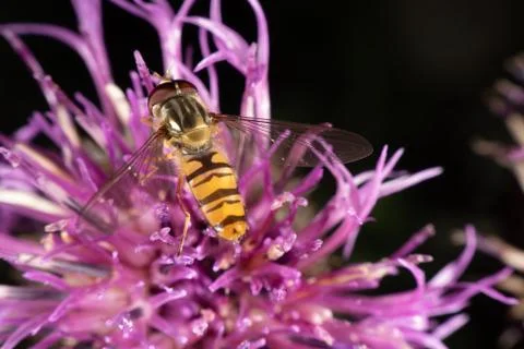 Marmalade hoverfly Foto stock