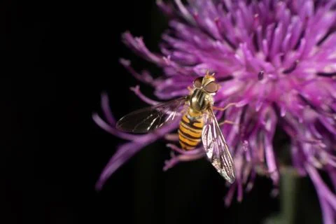 Marmalade hoverfly Stock Photos
