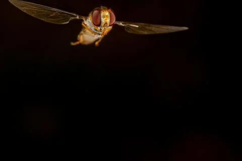 Marmalade hoverfly Stock Photos