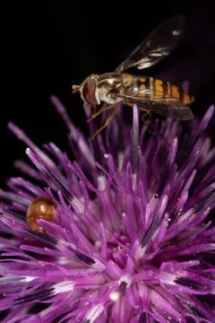Marmalade hoverfly Stock Photos