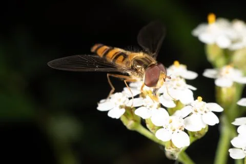 Marmalade hoverfly Stock Photos