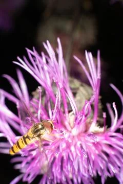 Marmalade hoverfly Stock Photos