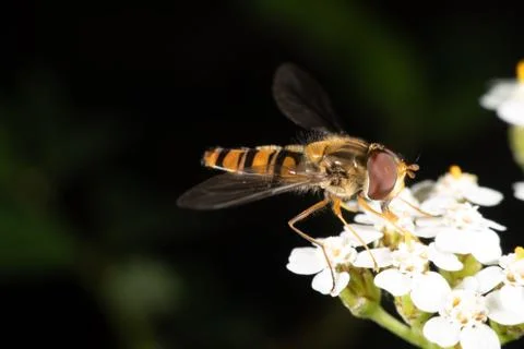 Marmalade hoverfly Stock Photos