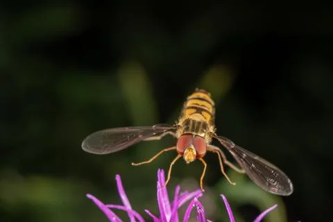Marmalade hoverfly Stock Photos