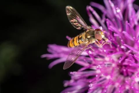 Marmalade hoverfly Stock Photos